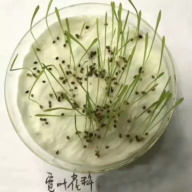 宽叶雀稗种子进口百喜草种籽畜禽牛羊鱼兔牧草绿化草坪