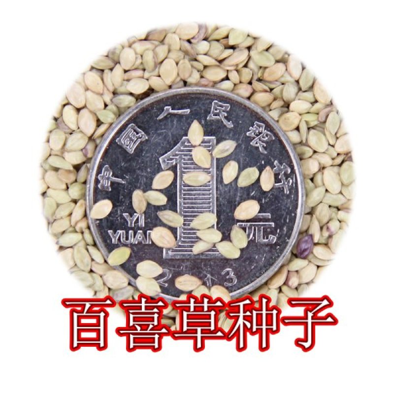 宽叶雀稗种子进口百喜草种籽畜禽牛羊鱼兔牧草绿化草坪