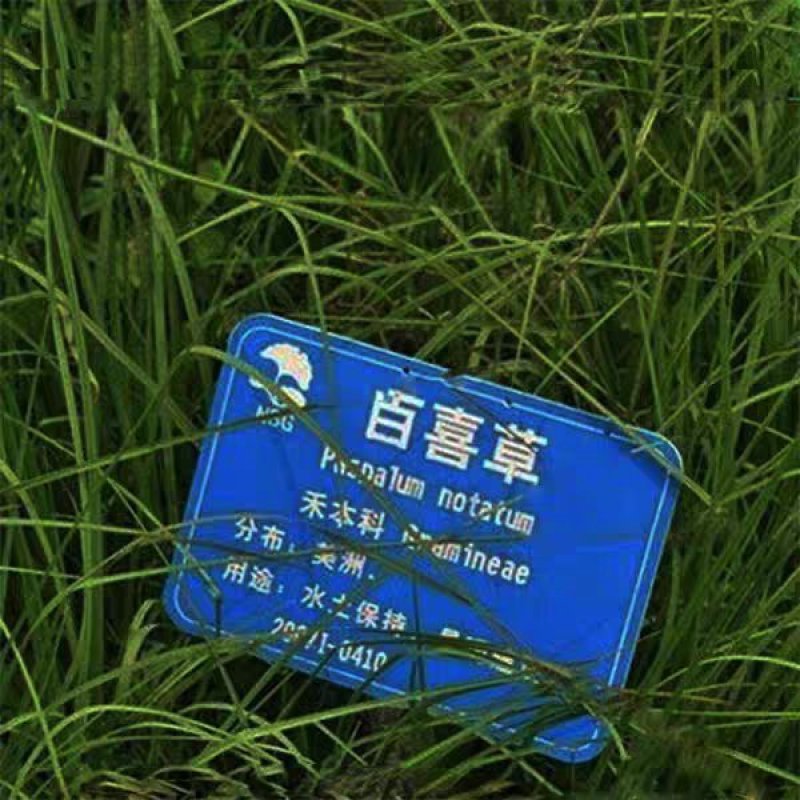 宽叶雀稗种子进口百喜草种籽畜禽牛羊鱼兔牧草绿化草坪