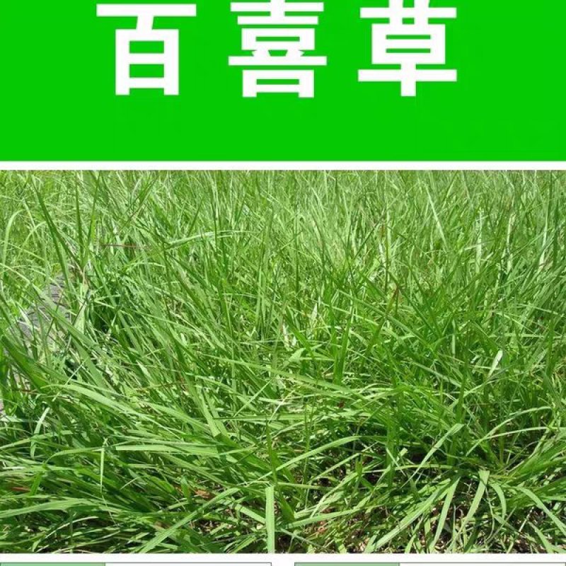 宽叶雀稗种子进口百喜草种籽畜禽牛羊鱼兔牧草绿化草坪