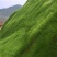 宽叶雀稗种子进口百喜草种籽畜禽牛羊鱼兔牧草绿化草坪