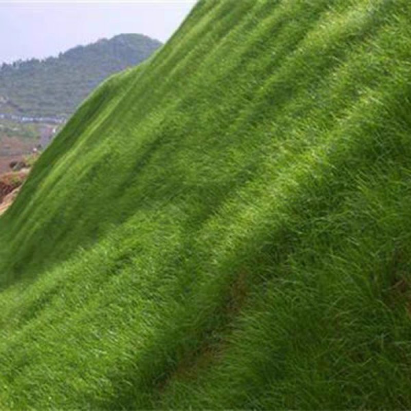 宽叶雀稗种子进口百喜草种籽畜禽牛羊鱼兔牧草绿化草坪