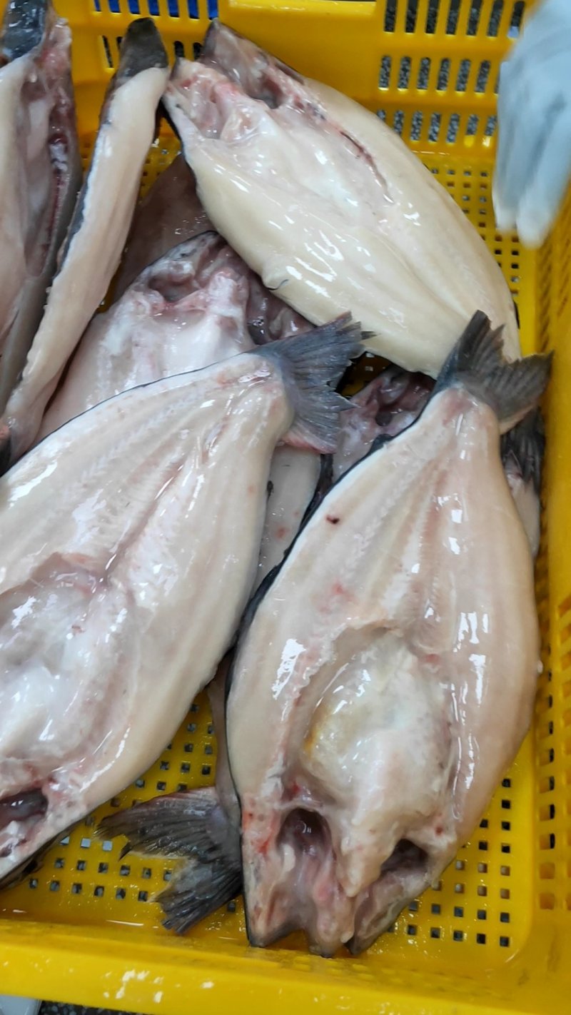开背巴沙鱼，7.5公斤规格开背鱼，厂家直供