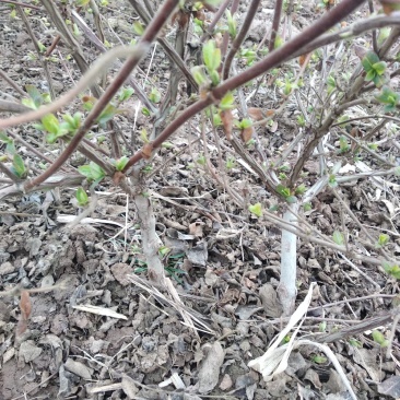 金银花树