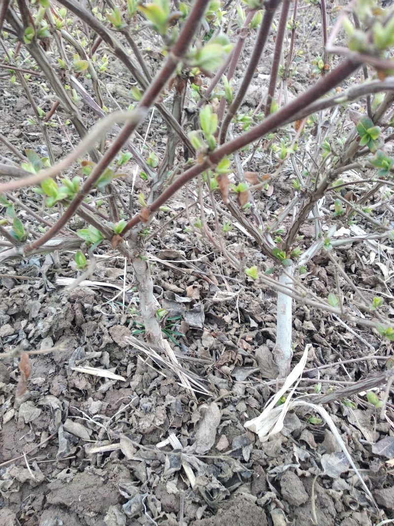 金银花树