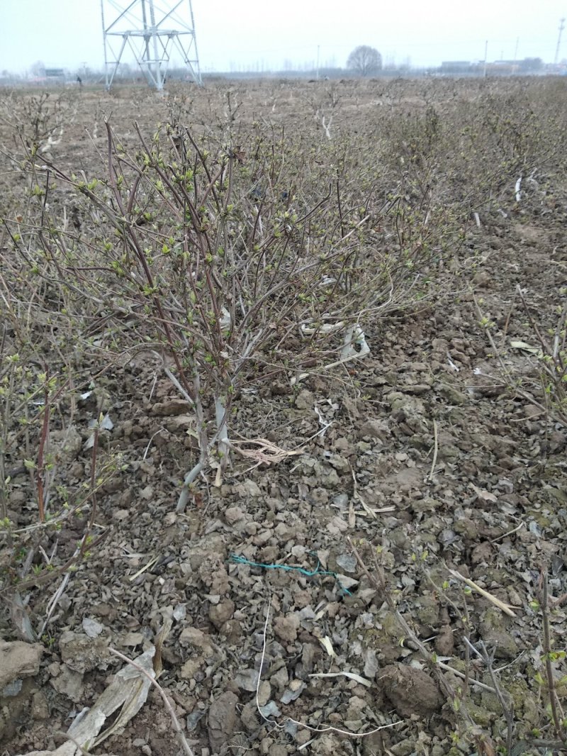 金银花树