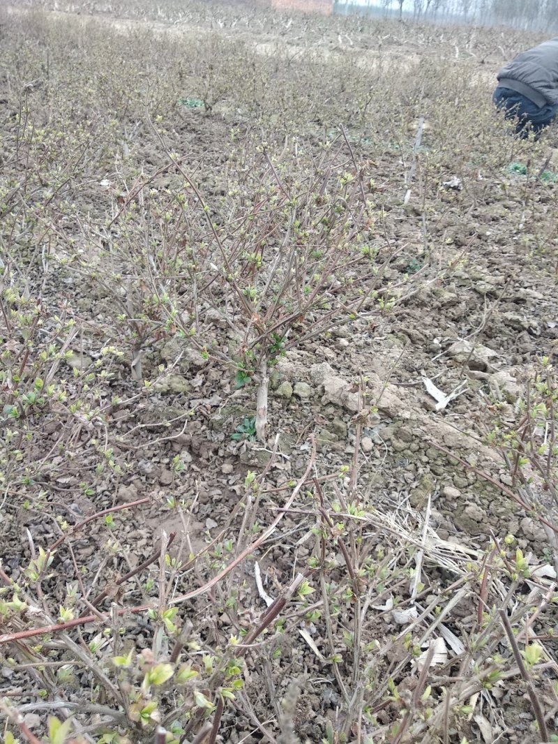 金银花树