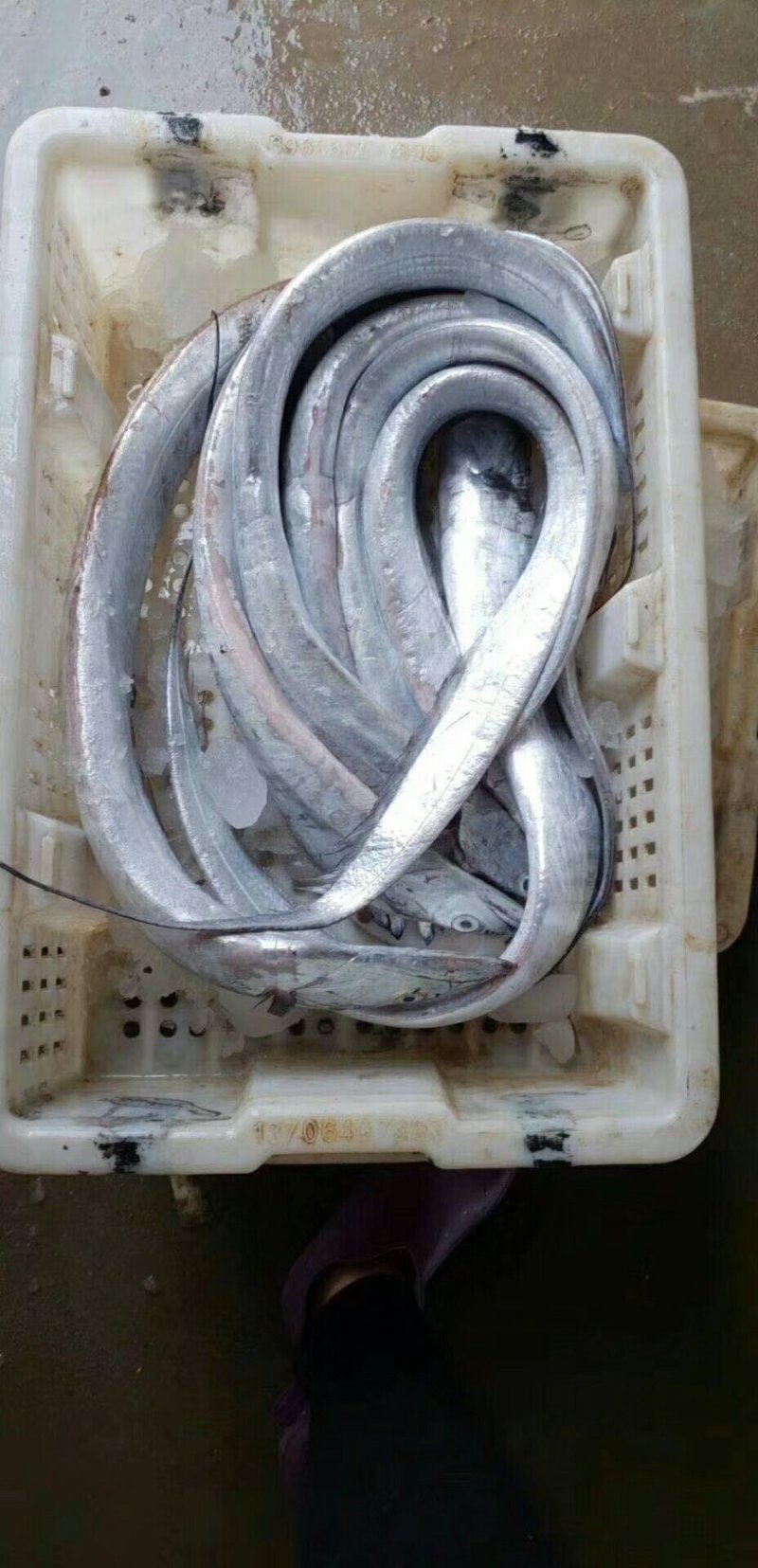 刀鱼