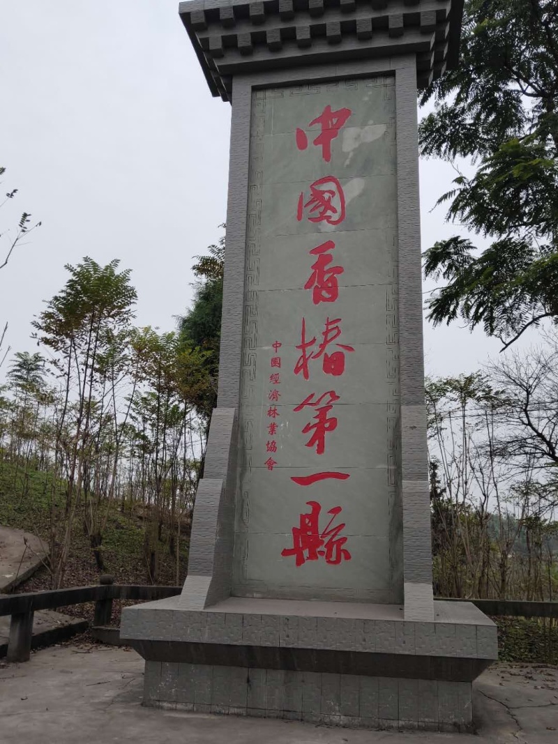 【全国供应】大量有货红油香椿苗提供装车服务可视频