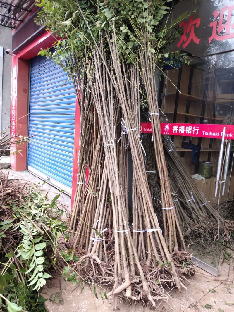 【全国供应】大量有货红油香椿苗提供装车服务可视频