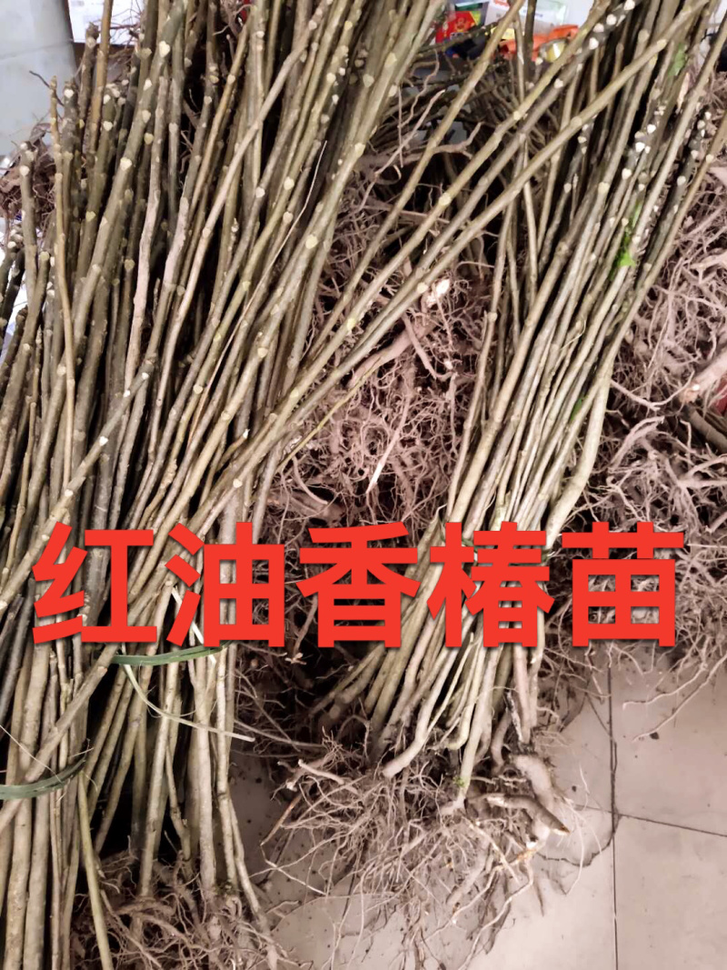 【全国供应】大量有货红油香椿苗提供装车服务可视频