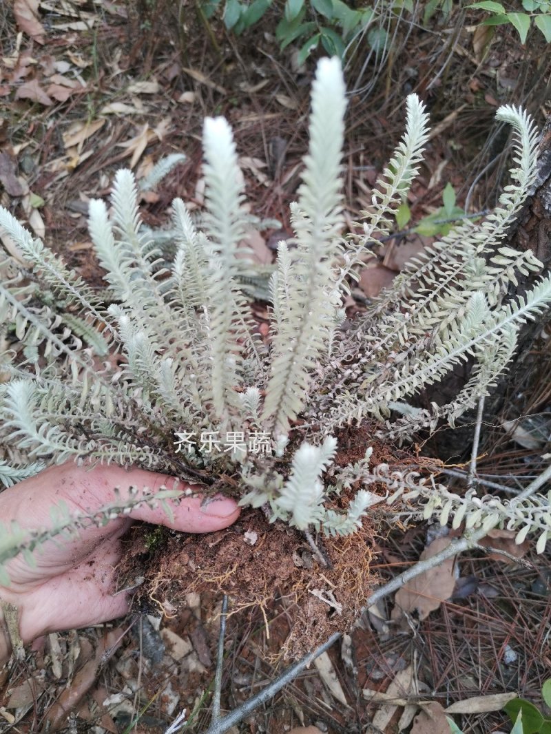 鹿茸草千年霜种苗带土苗草药种植新品种