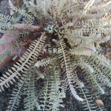 鹿茸草千年霜种苗带土苗草药种植新品种