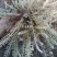 鹿茸草千年霜种苗带土苗草药种植新品种