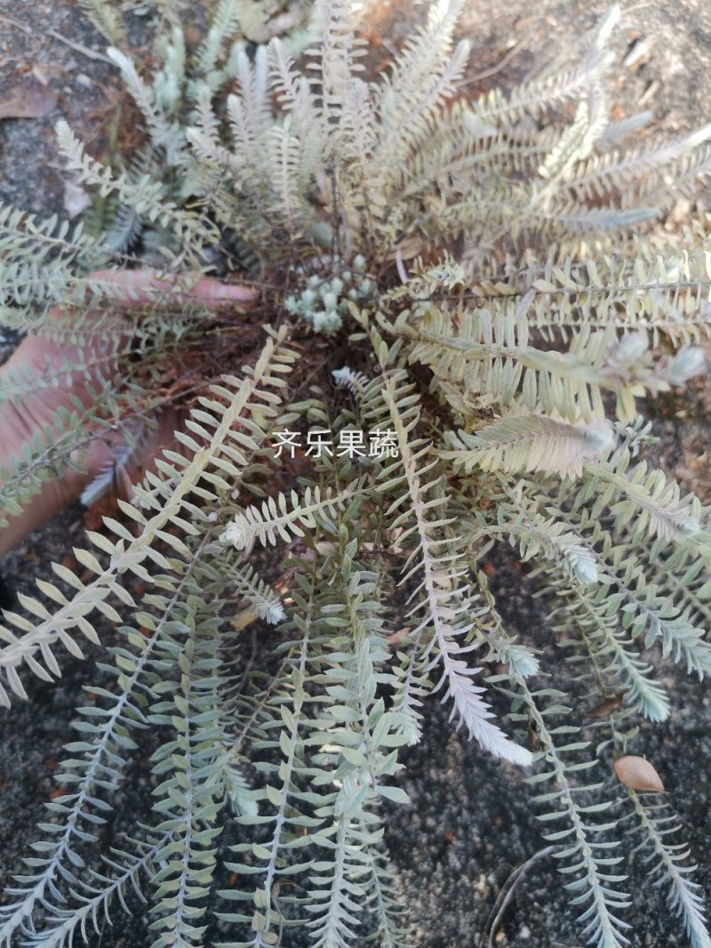 鹿茸草千年霜种苗带土苗草药种植新品种
