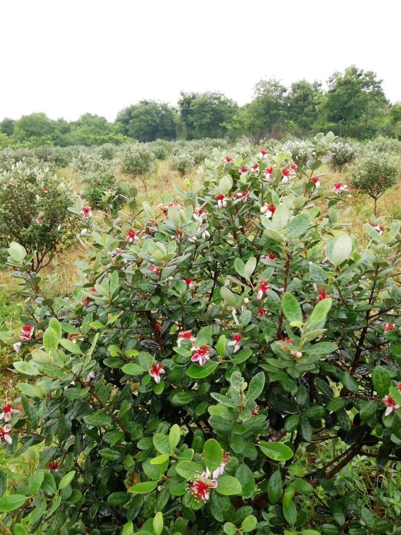 菲油果大苗斐济果大苗费约果带杯苗挂果快成活率高