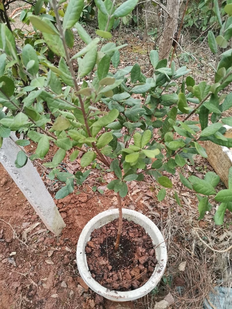 菲油果大苗斐济果大苗费约果带杯苗挂果快成活率高