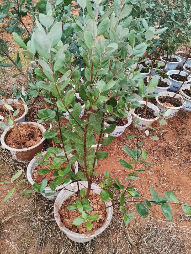 菲油果大苗斐济果大苗费约果带杯苗挂果快成活率高