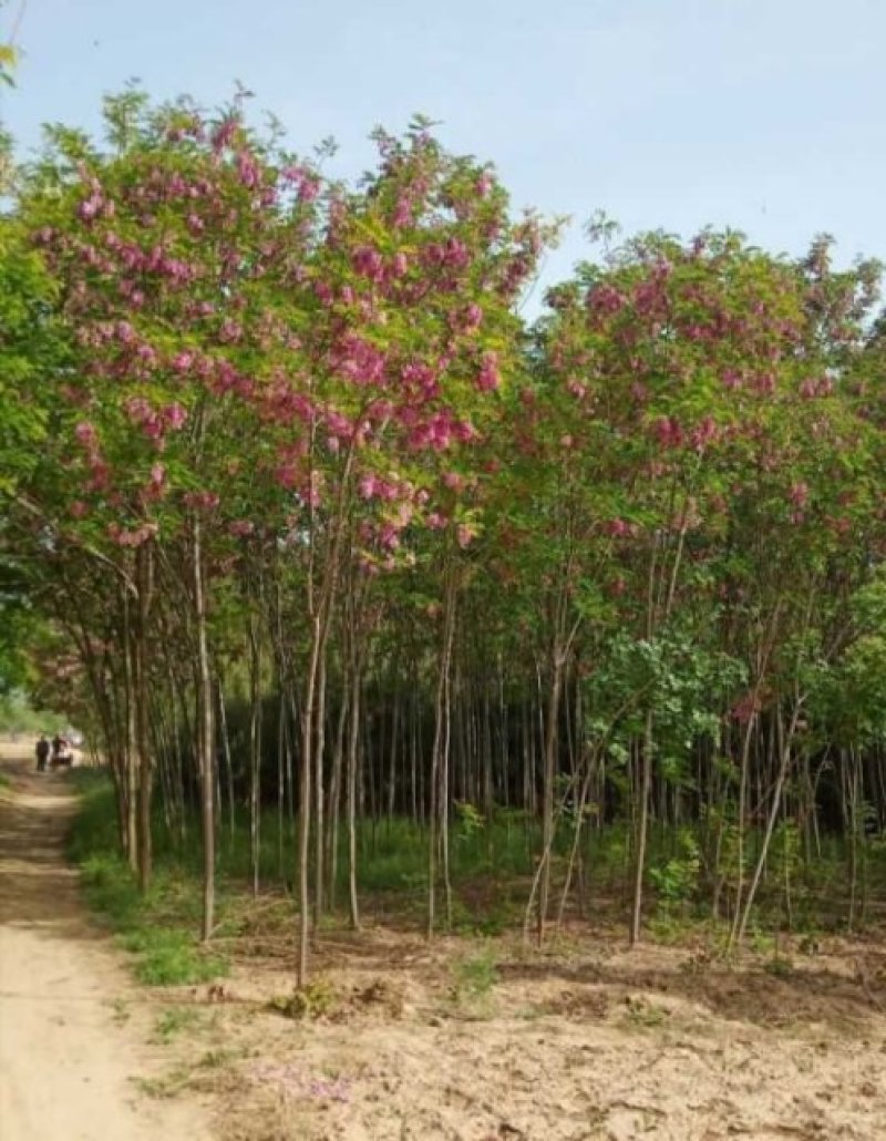 香花槐：根系发达质量有保证价格合理可以实地考察支持线上