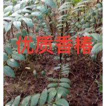 正宗本地红油香椿苗发芽早颜色红味香大量供应