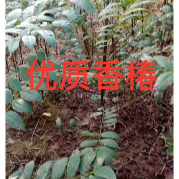 正宗本地红油香椿苗发芽早颜色红味香大量供应
