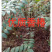 正宗本地红油香椿苗发芽早颜色红味香大量供应