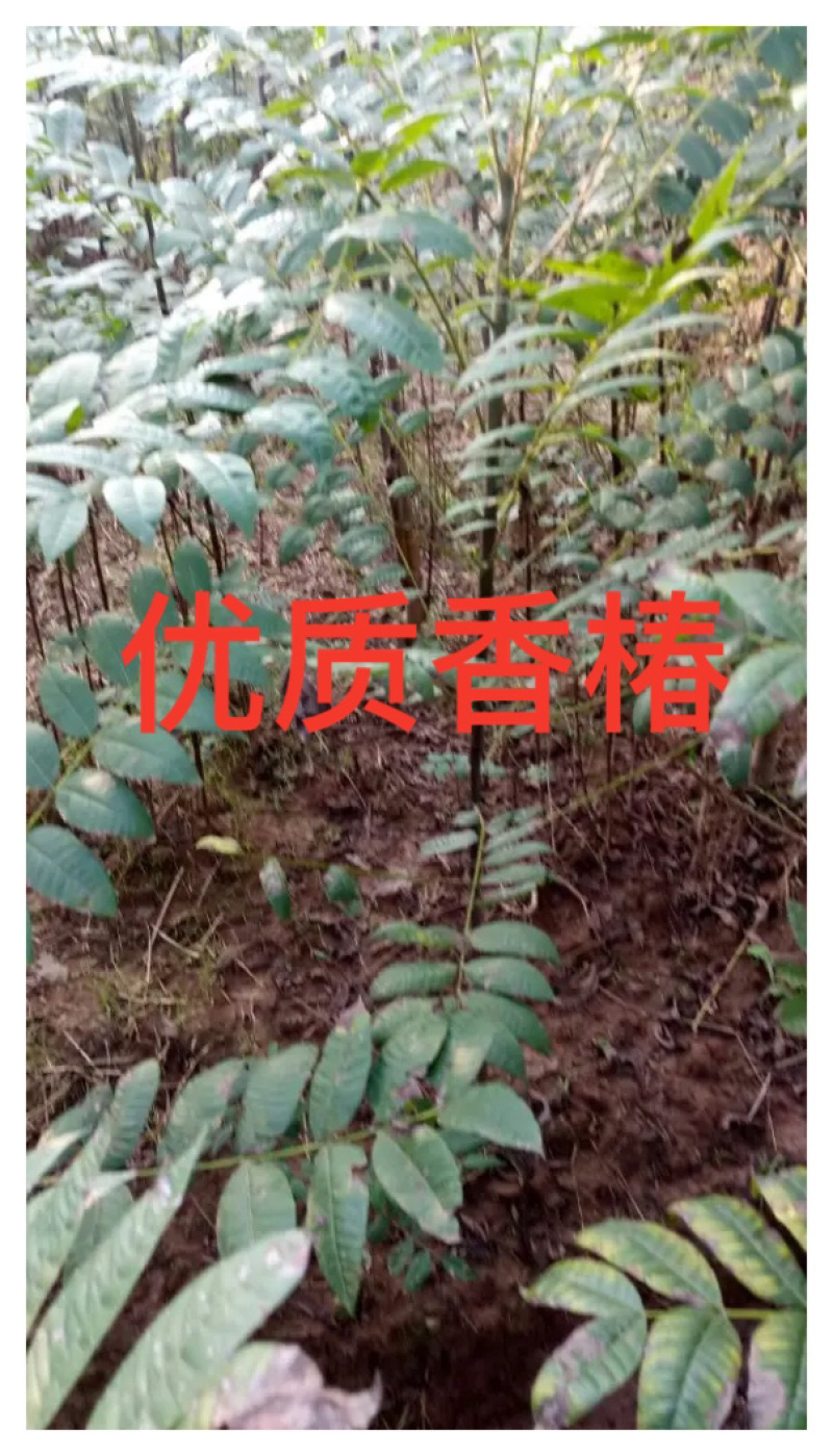 正宗本地红油香椿苗发芽早颜色红味香大量供应