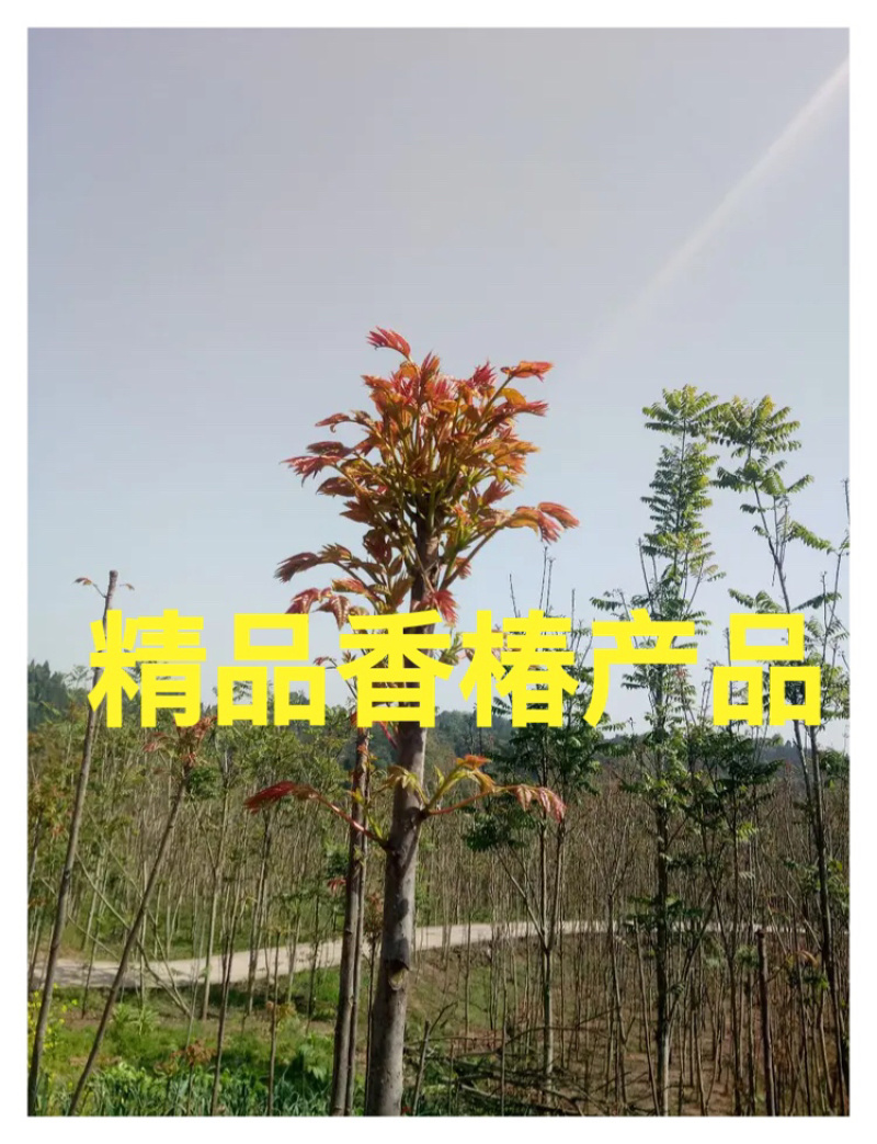 【有好货】红油香椿苗，苗好，易成活，大量供应可实地考察