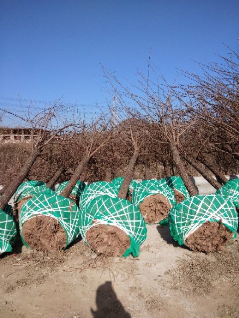 大量销售，6-15公分平头发冠刺槐，树形好，价格实惠