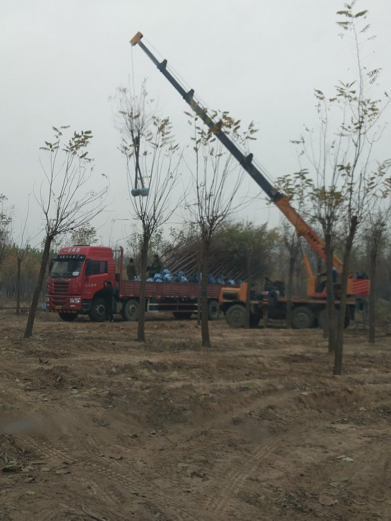 大量销售，6-15公分平头发冠刺槐，树形好，价格实惠