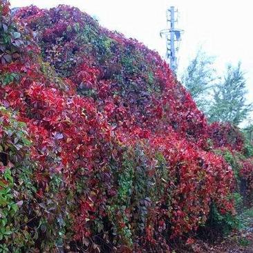 爬山虎苗爬山虎大苗室内室外攀爬爬藤植物四季爬墙虎带爪