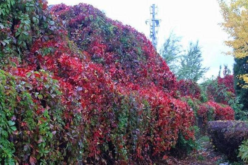 爬山虎苗爬山虎大苗室内室外攀爬爬藤植物四季爬墙虎带爪