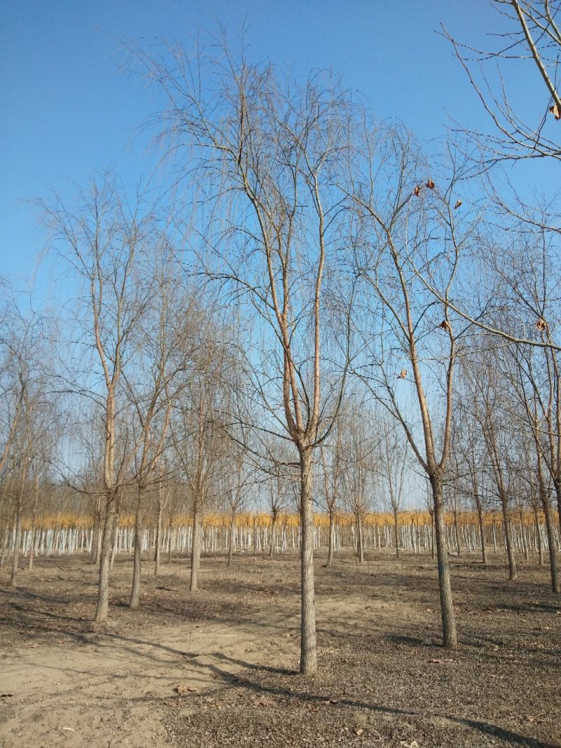 垂柳，嫁接垂柳15~20cm4~6cm3.5~4米