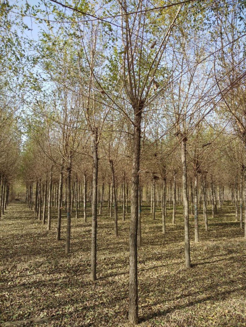 榆树6-10cm4~6cm3.5~4m