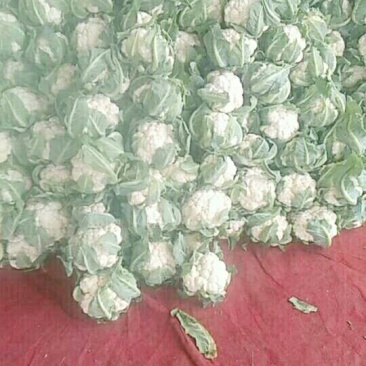德阳松林花菜(紧花)松花菜价格优惠欢迎来电详谈