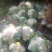 德阳松林花菜(紧花)松花菜价格优惠欢迎来电详谈