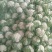 德阳松林花菜(紧花)松花菜价格优惠欢迎来电详谈