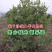 杨梅苗嫁接苗(大黑炭)(乌梅苗)荸荠南方杨梅苗