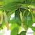香金葚果桑苗白长桑葚苗新品种特香桑葚果采摘园品种控果树苗
