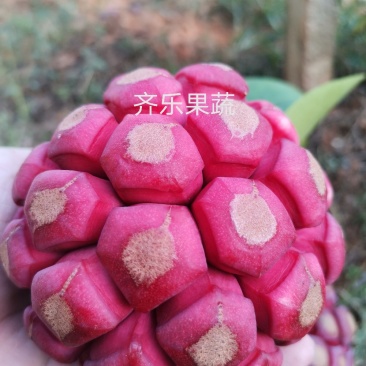 快递包邮黑老虎布福娜鲜果江西湖南基地现摘