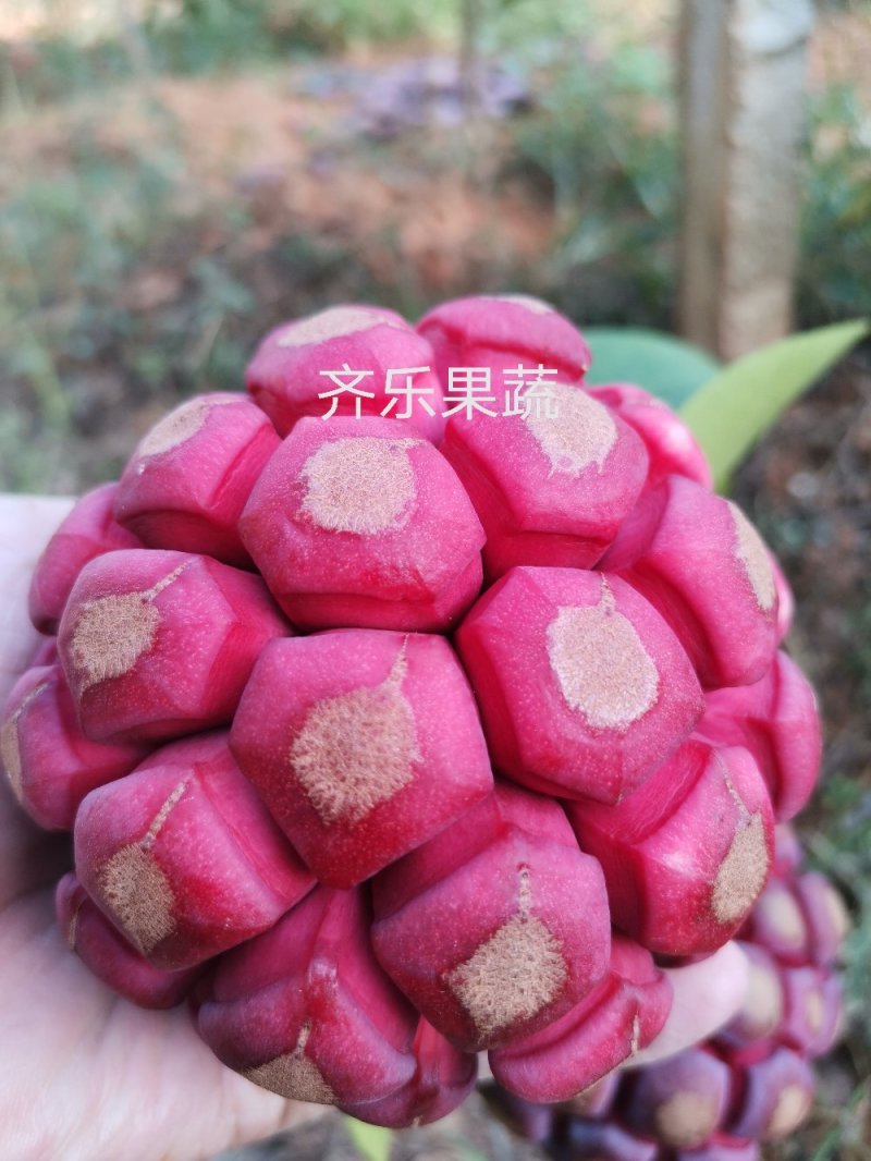 快递包邮黑老虎布福娜鲜果江西湖南基地现摘