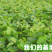 克伦生葡萄苗耐储藏，包技术辽宁葡萄苗基地批发