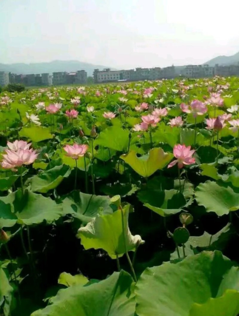 巨五霸莲藕种苗高产食用藕。