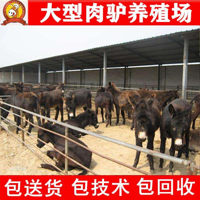 德州驴苗买十头送一头
