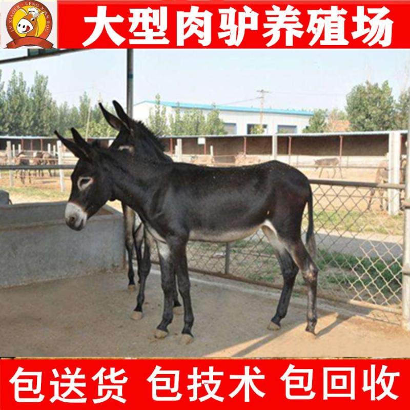 德州驴苗买十头送一头