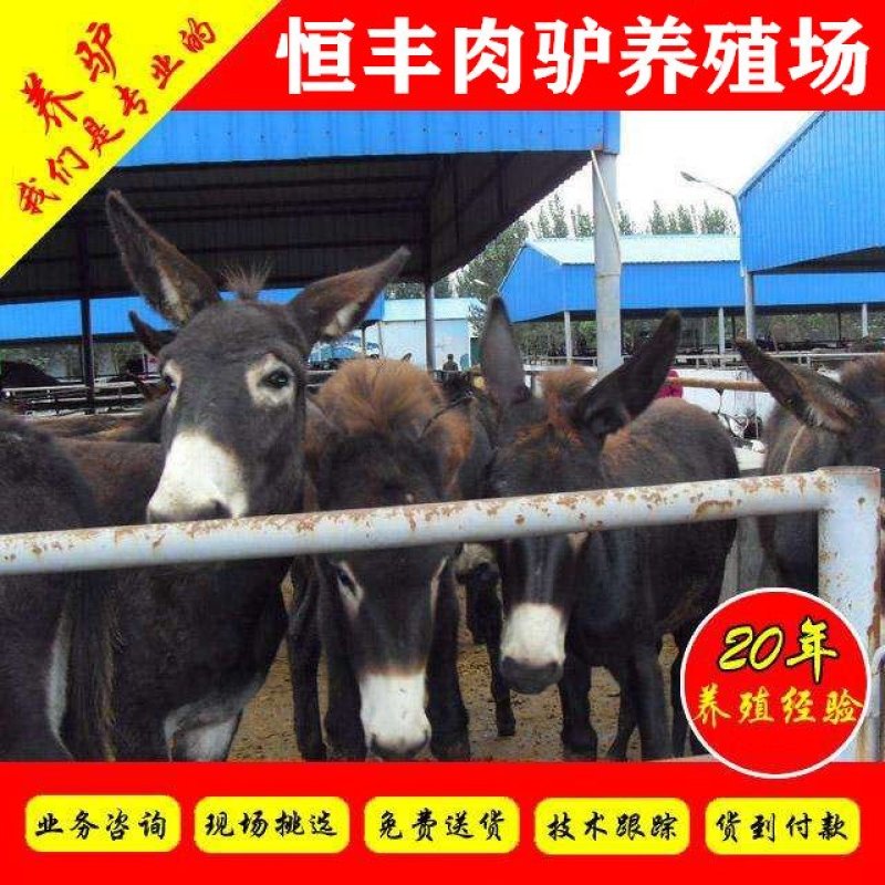 德州驴苗买十头送一头