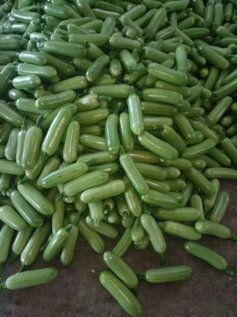 精品、西葫芦量大、个头均匀、产地直发。产地直发。