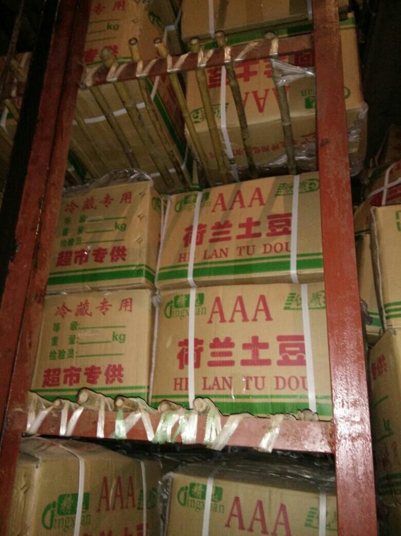 大棚荷兰十五土豆山东济南平阴大量供应质量好价格低性价比高