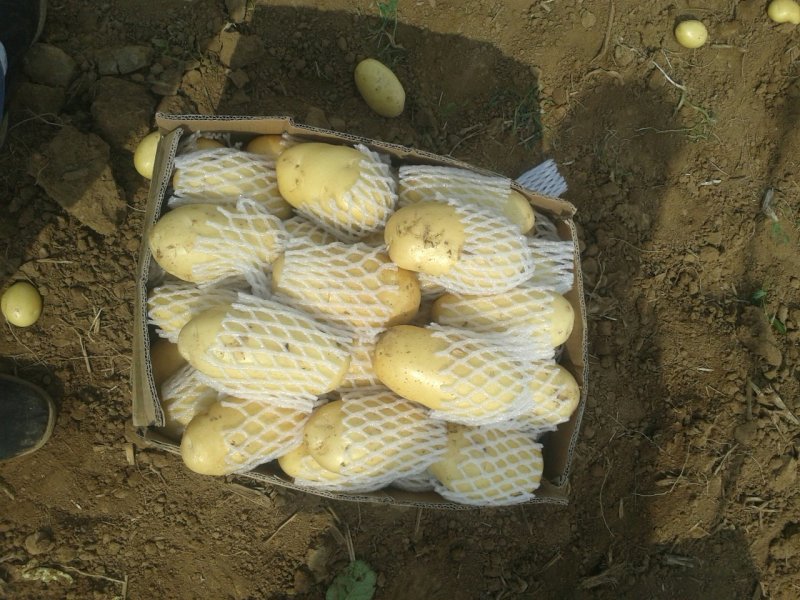 大棚荷兰十五土豆山东济南平阴大量供应质量好价格低性价比高