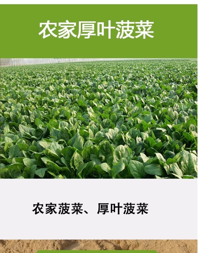 有机菠菜农家自种厚叶菠菜